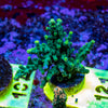 AMA SPS Frag 121