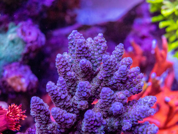 AMA 