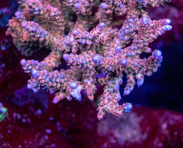 AMA 