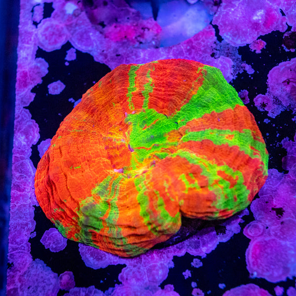 Scolymia