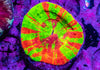 Scolymia