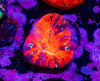 Scolymia
