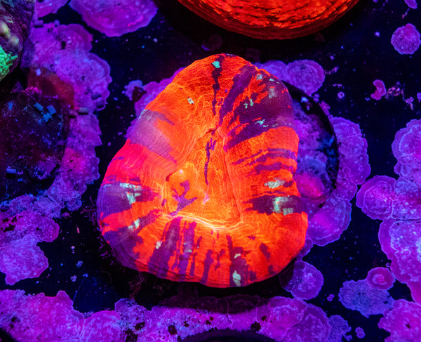 Scolymia
