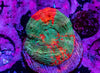 Scolymia