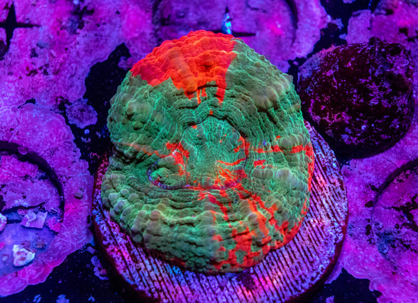 Scolymia