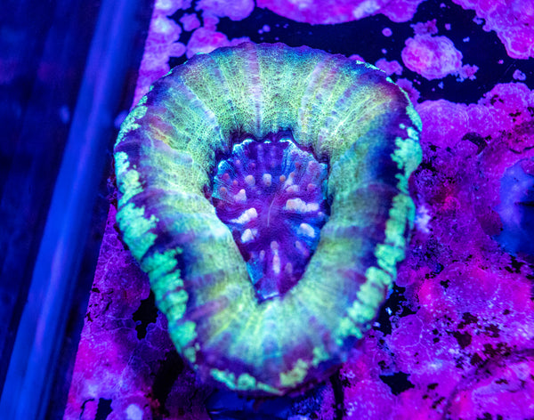 Scolymia