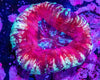Scolymia