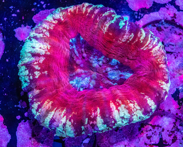 Scolymia