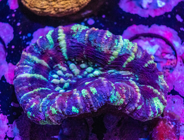 Scolymia