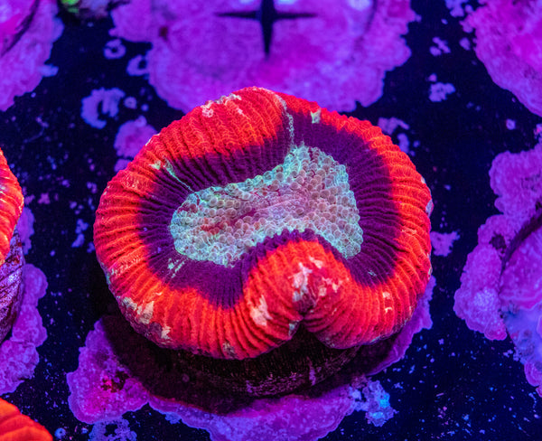 Nano Trachy