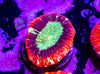 Nano Trachy