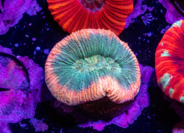 Nano Trachy