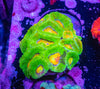 Space Invader Acan. Micromussa