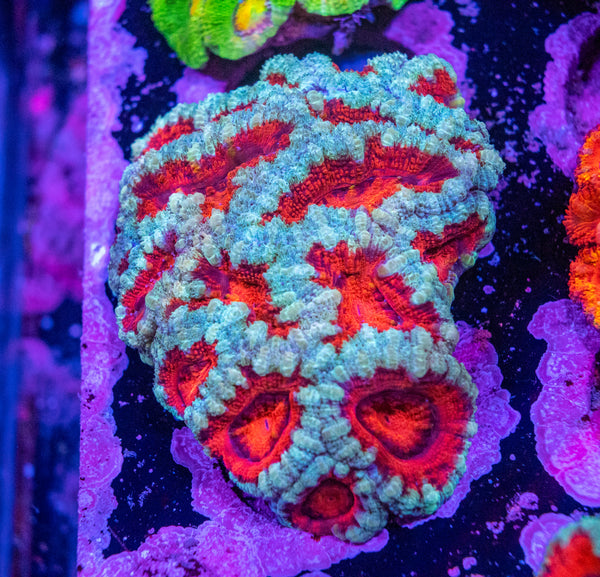 Acan. Micromussa
