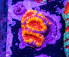 Acan. Micromussa
