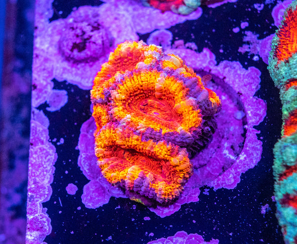 Acan. Micromussa