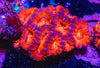 Acan. Micromussa