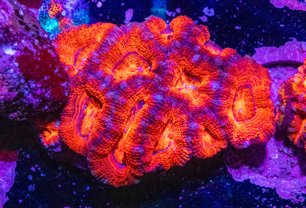 Acan. Micromussa