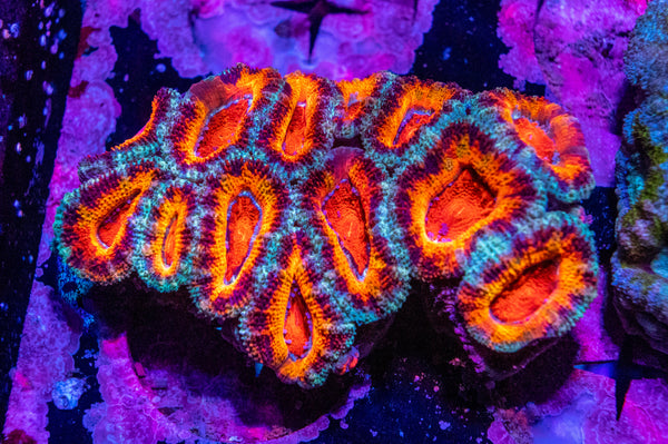 Acan. Micromussa