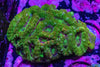 Acan. Micromussa