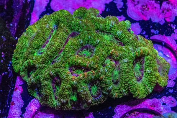 Acan. Micromussa