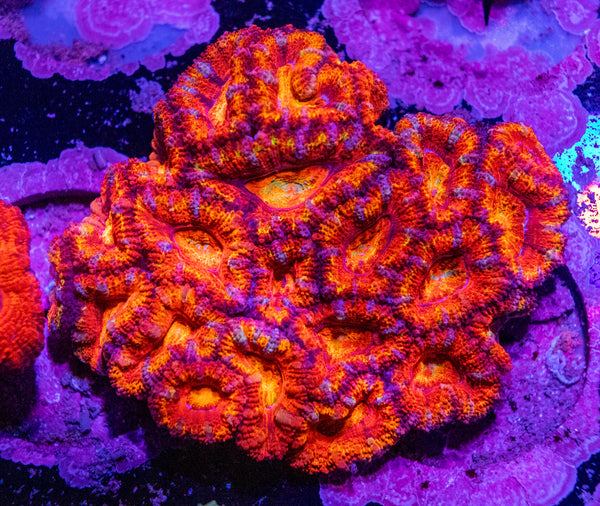 Acan. Micromussa