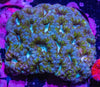 Acan. Micromussa