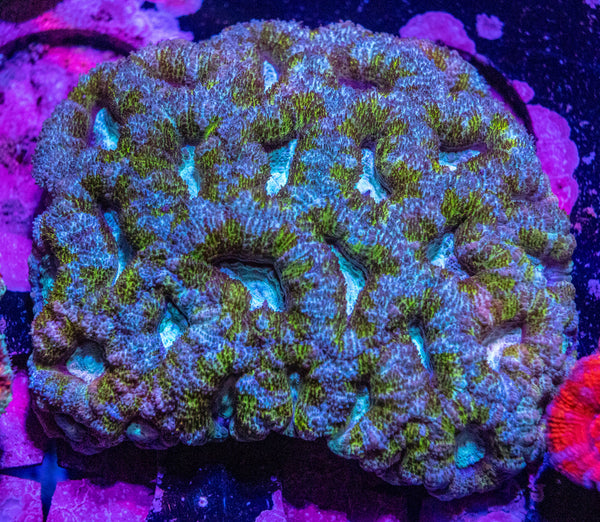 Acan. Micromussa