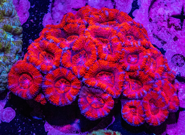 Acan. Micromussa