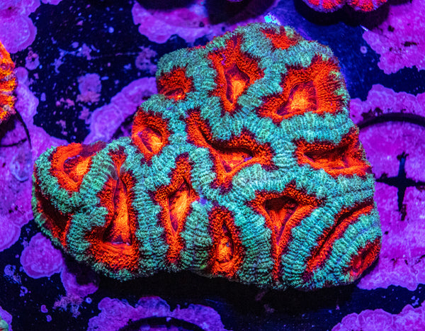 Acan. Micromussa