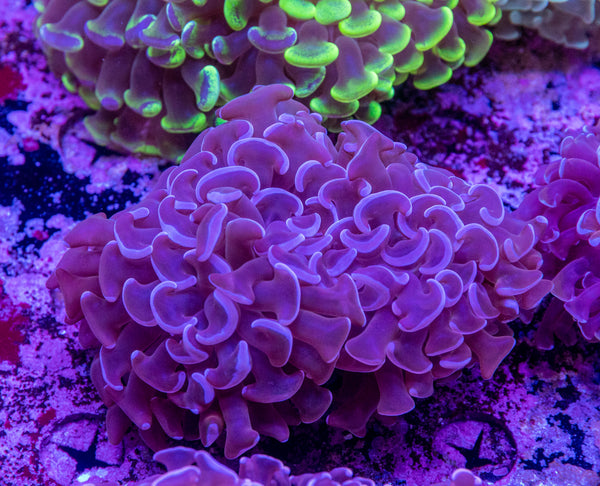 Hammer