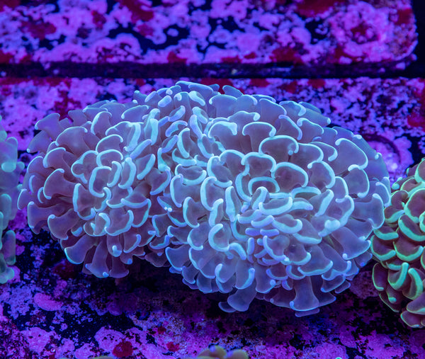 Hammer