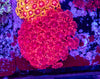 Goniopora (WILD)