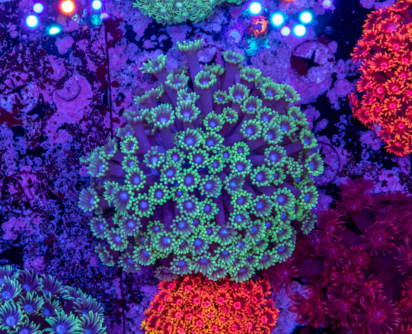 Goniopora (WILD)