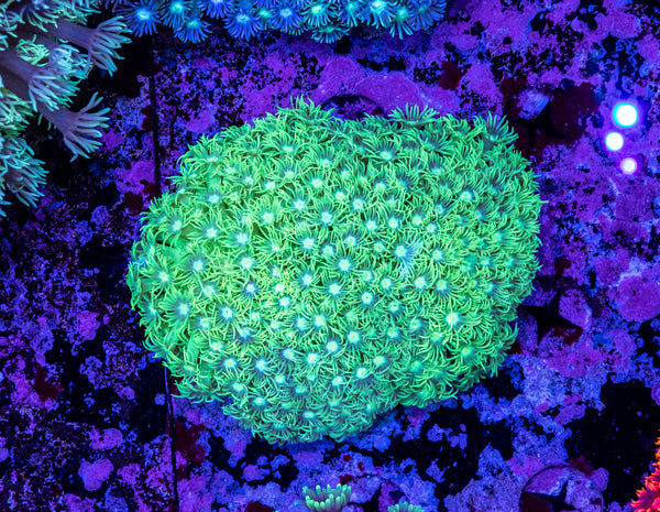Goniopora (WILD)