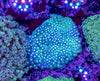 Goniopora (WILD)