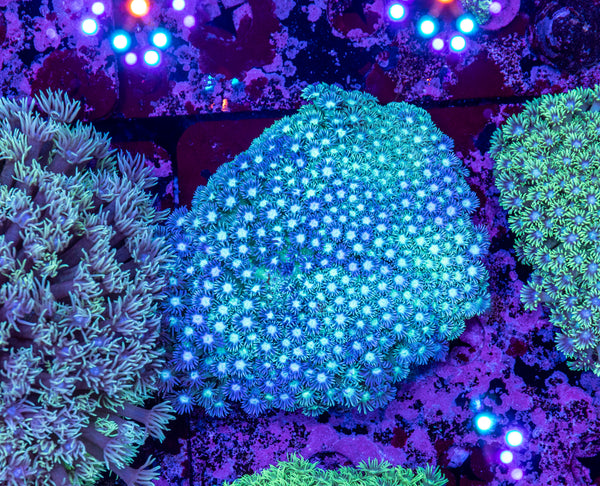 Goniopora (WILD)