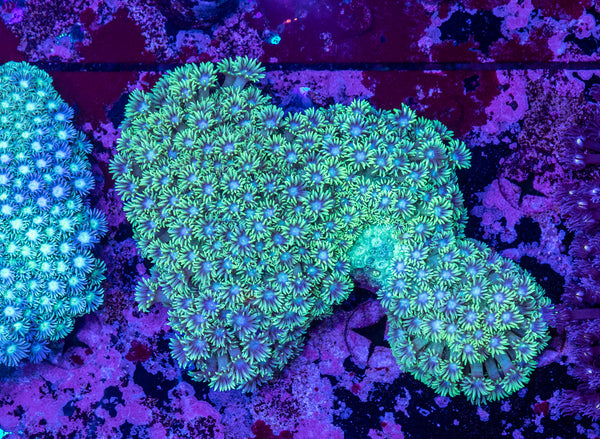 Goniopora (WILD)