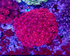 Goniopora (WILD)