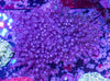 Goniopora (WILD)