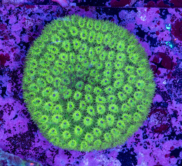 Turbinaria