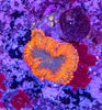 Superman Rhodactis