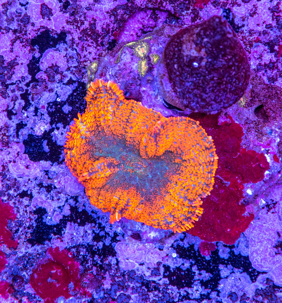 Superman Rhodactis