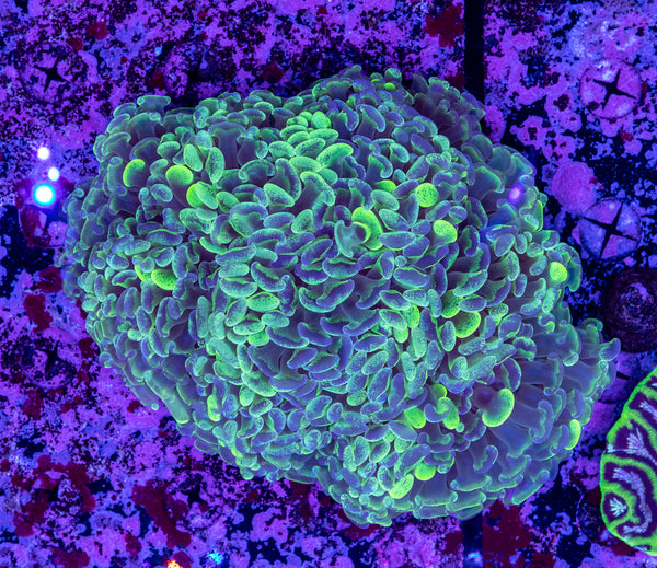 XL Hammer