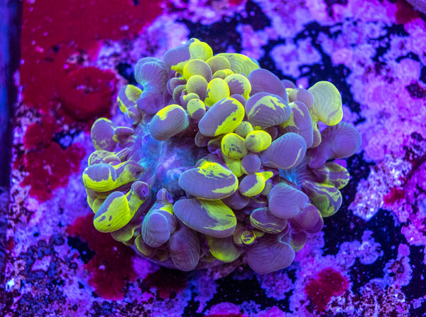 Bubble Coral Frag