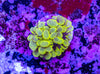 Bubble Coral Frag