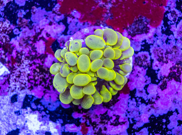 Bubble Coral Frag
