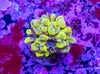 Bubble Coral Frag