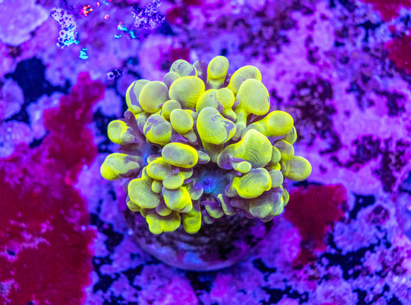 Bubble Coral Frag