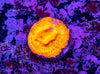 Lepto Frag